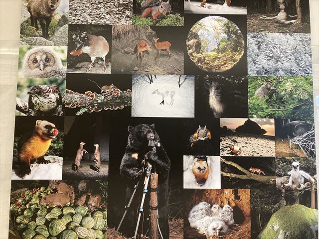 東京都写真美術館 宮崎学 イマドキの野生動物 車椅子観覧ガイド 車いすお出かけガイド